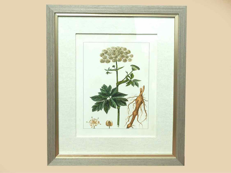 Antique Botanicals Framed Print II