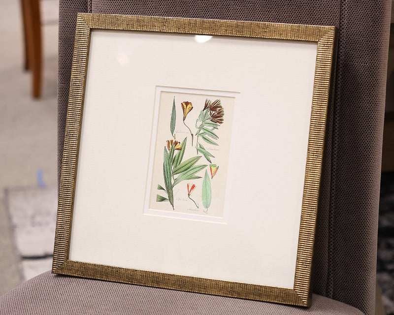 "Antique Botanical I C" Matted Print in Antique Gold Frame