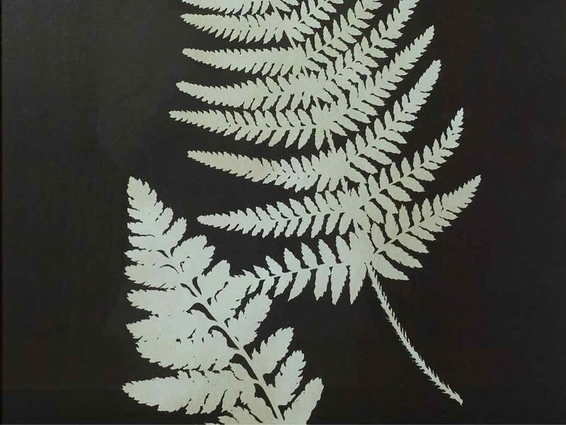 Black & White Fern Print Under Glass