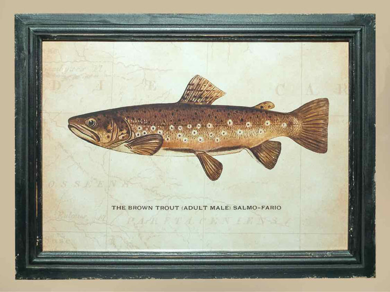 'The Ranceley Trout' Print Under Glass In Distressed Frame