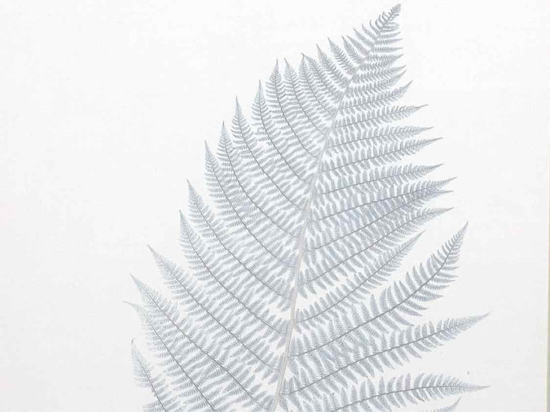 Framed Giclee: "Stillwater Ferns I"