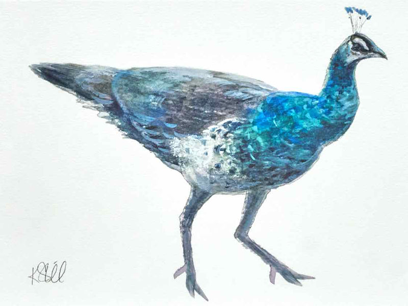 'Peacock 1' Giclee