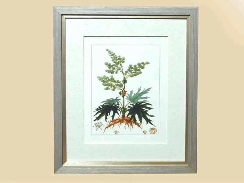 Antique Botanicals Framed Print VIII