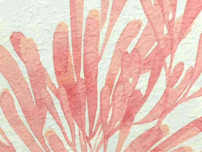 Coral Print On Rice Paper In Wooden Frame