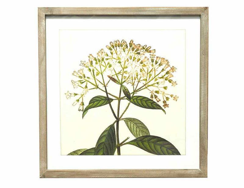 White Washed Framed Flower Print Under Glass