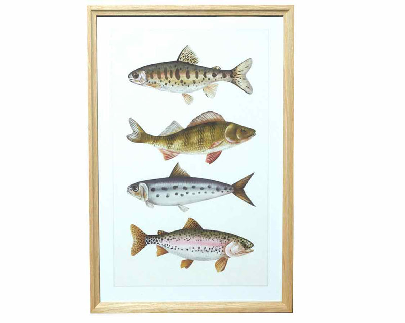 Trout Print In Wooden Frame