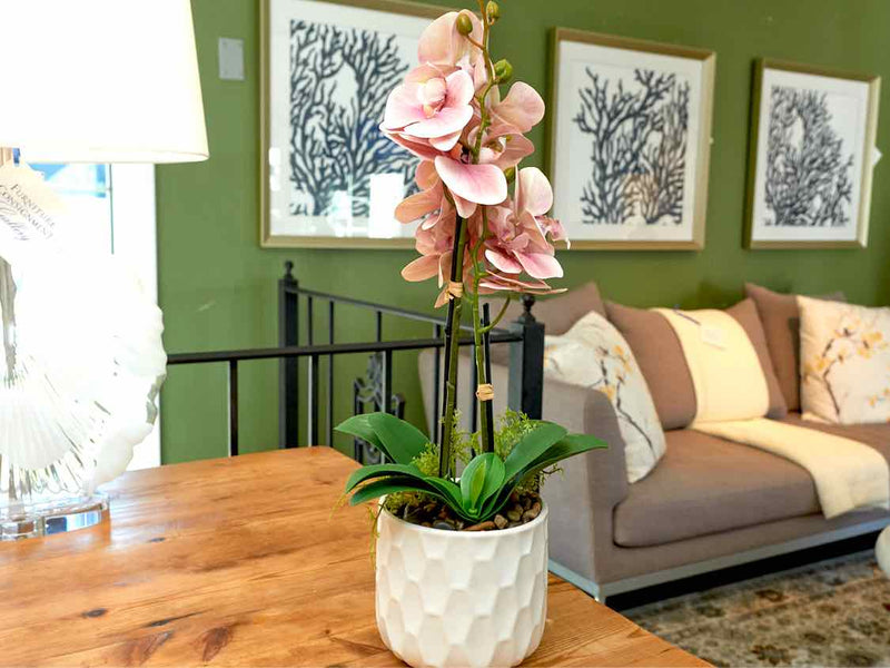 Boca Blush Orchid In Textured Pot Decor