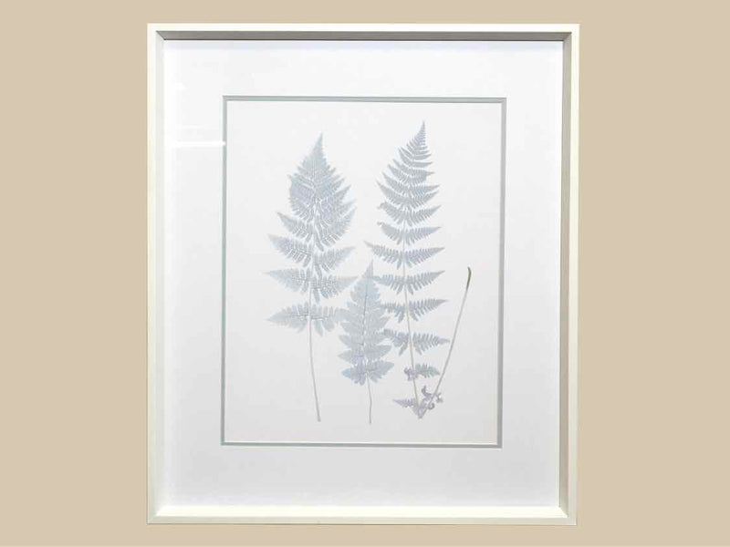 Frame Giclee: "Stillwater Ferns VI"