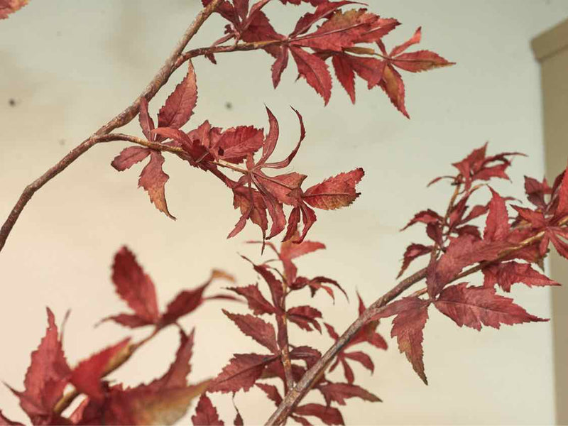 Crate & Barrel Potted Red Maple Tree