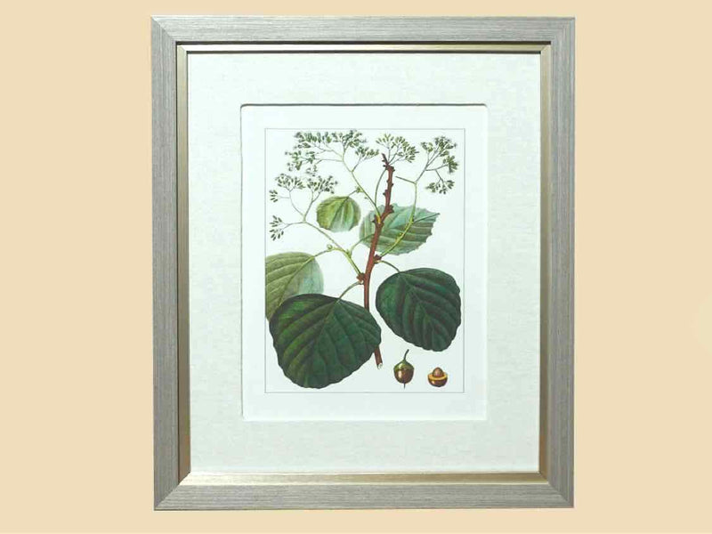 Antique Botanicals Framed Print IV