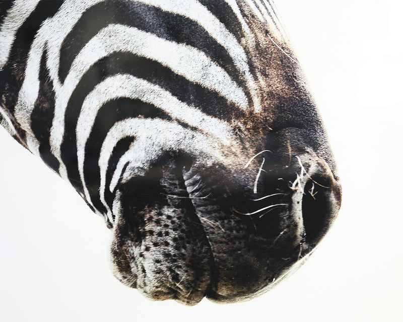 Framed Zebra Print