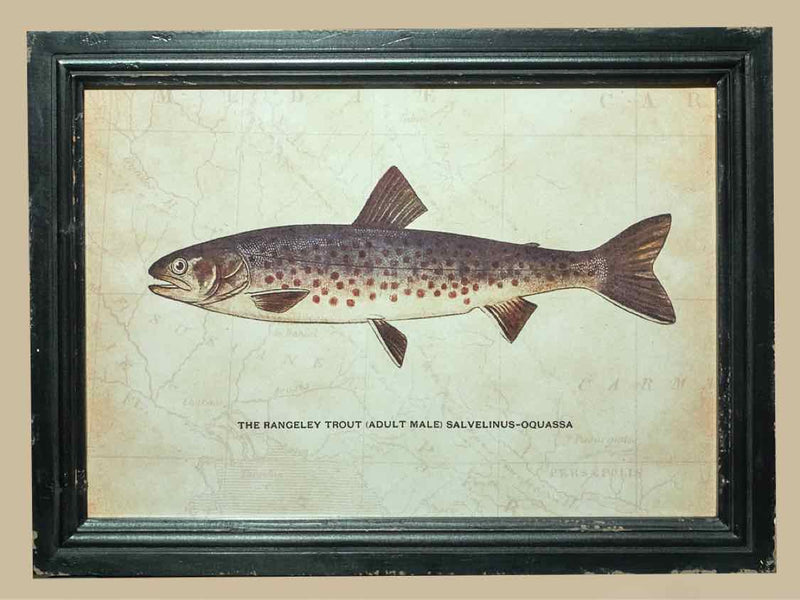 'The Rangeley Trout' Print Under Glass In Distressed Frame