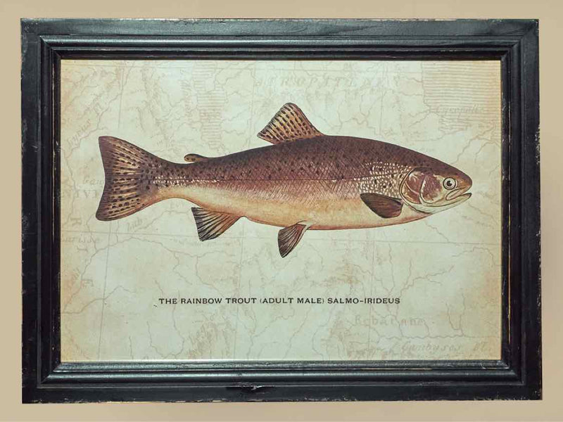 'The Ranceley Trout' Print Under Glass In Distressed Frame