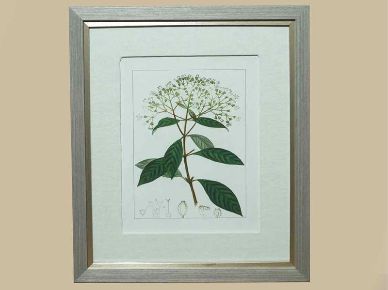 Antique Botanicals Framed Print V