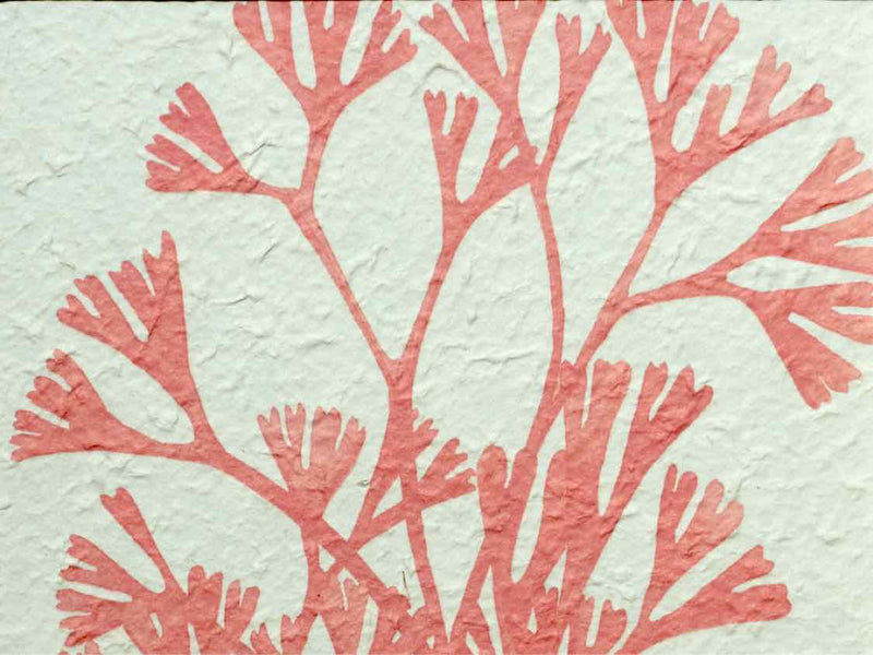 Coral Print On Rice Paper In Wooden Frame