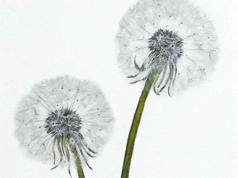 'Dandelions 2' in Silver Frame