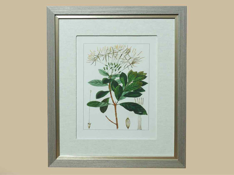 Antique Botanicals Framed Print IX