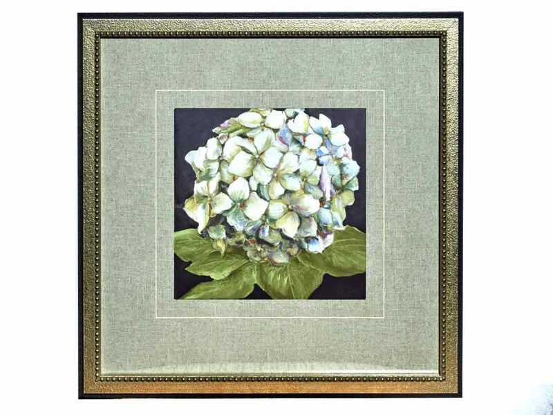 Framed Print; Hydrangeas On Black; 2/2