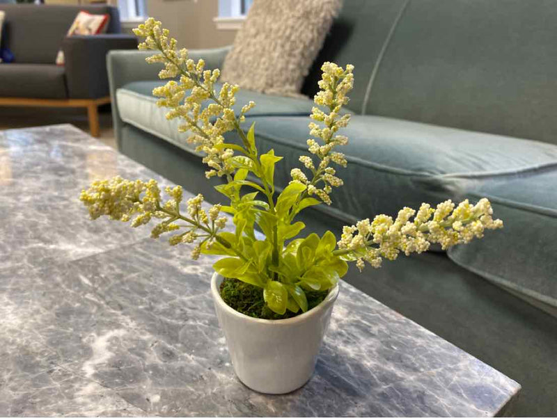 Tall Succulent in White Pot II