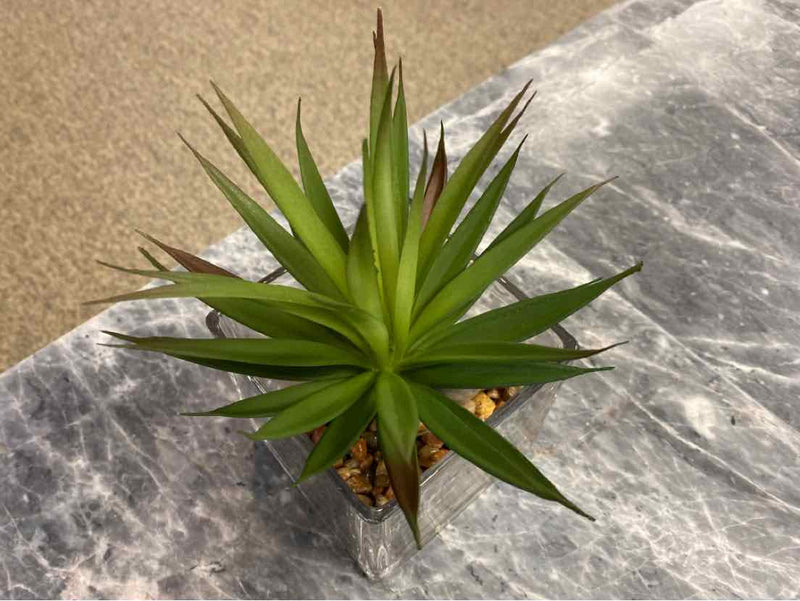 Spiky Succulent in Glass Cube Vase with Pebbles