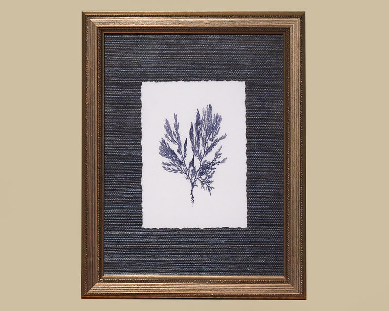 Framed Art Blue Coral II 4088