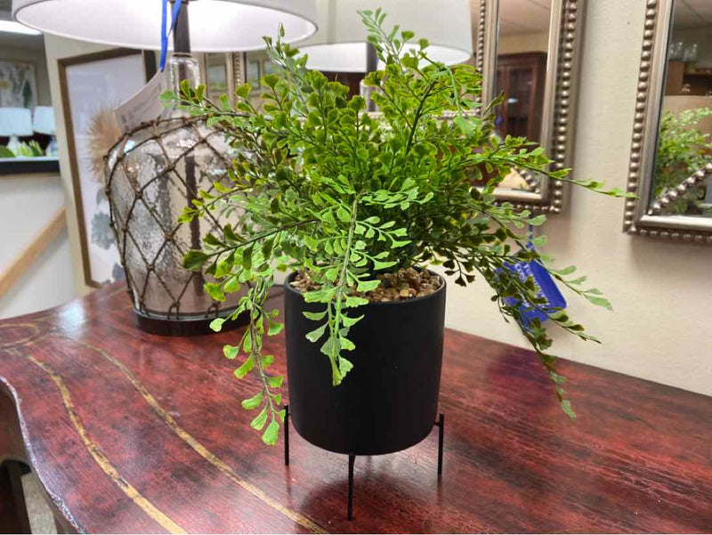 Wing Fern Bush in Black Pot on Wire Stand