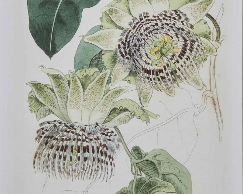 Antique Passion Flower II