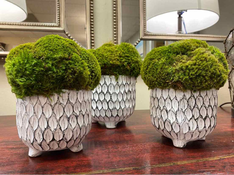 Set of 3 White Pots of Mood Moss