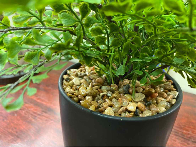 Wing Fern Bush in Black Pot on Wire Stand