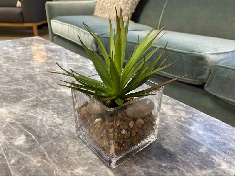 Spiky Succulent in Glass Cube Vase with Pebbles