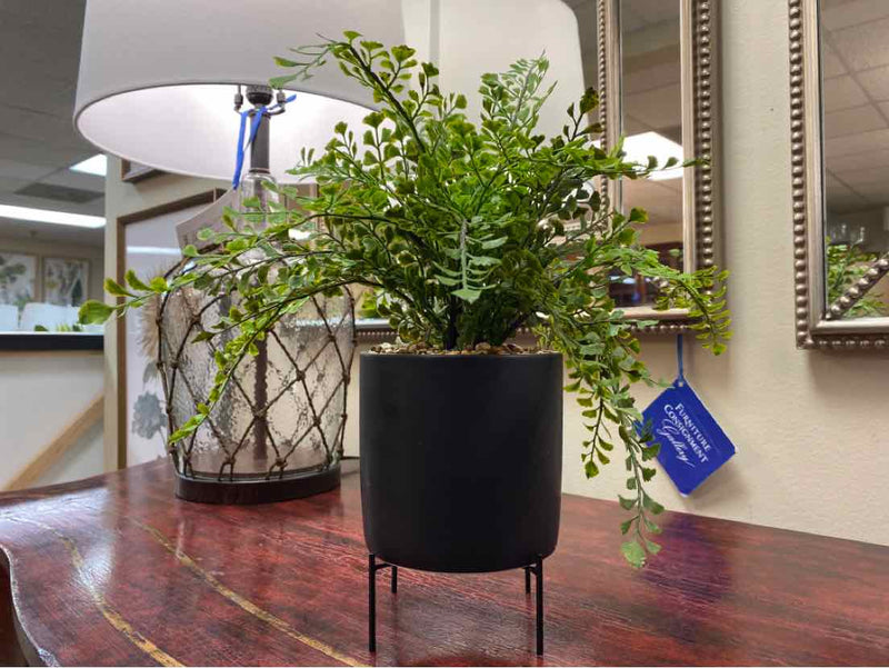 Wing Fern Bush in Black Pot on Wire Stand