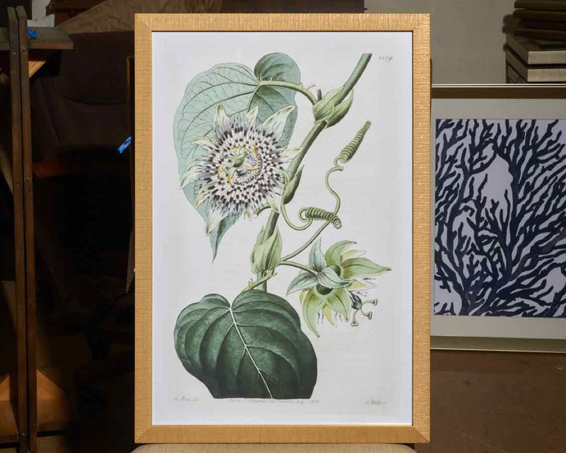 Antique Passion Flower I