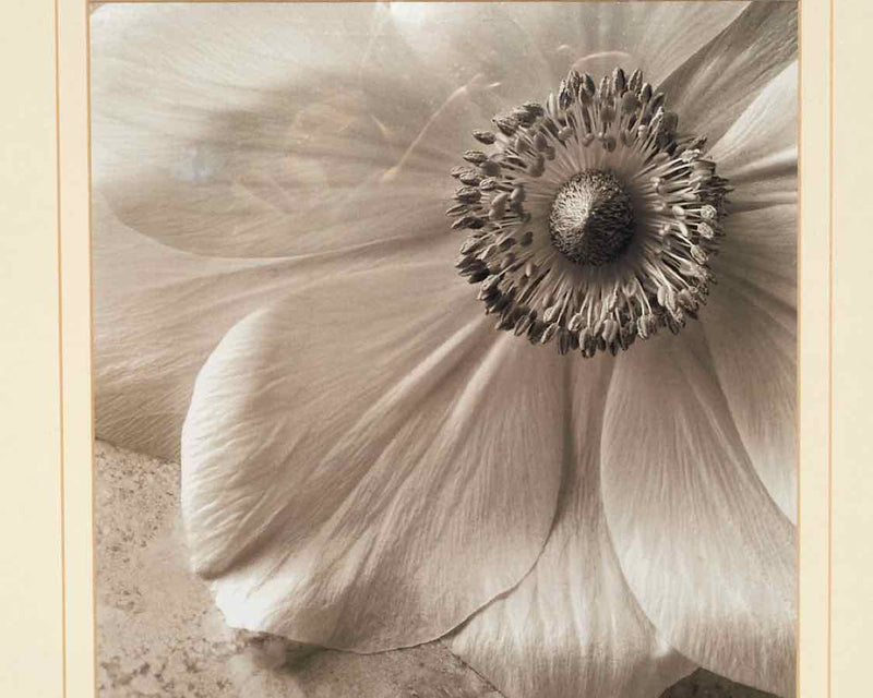 Black & White Photograph Of Flower Petals In Silver Frame & Double Matted