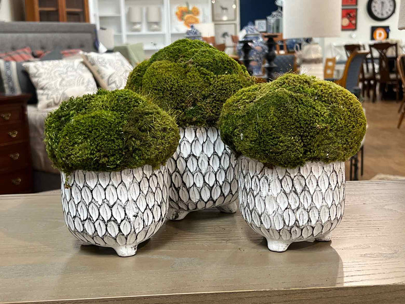 Set of 3 White Pots of Mood Moss