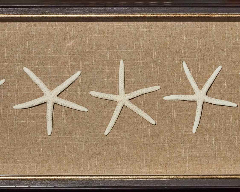 "Starfish"