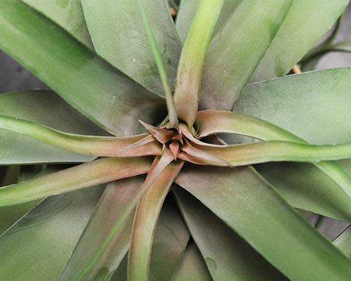 Decor - Artificial Airplant in a Pot