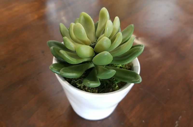 Low Succulent in White Pot III