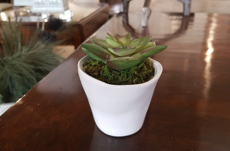 Low Succulent in White Pot IV