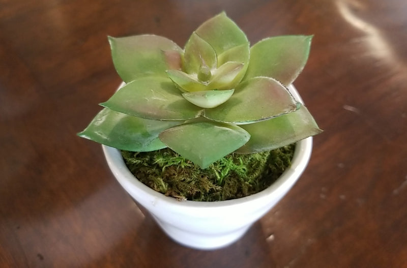 Low Succulent in White Pot IV