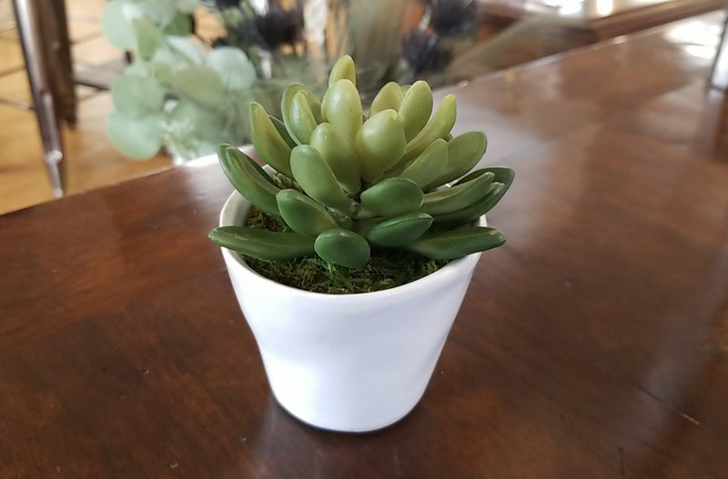 Low Succulent in White Pot III