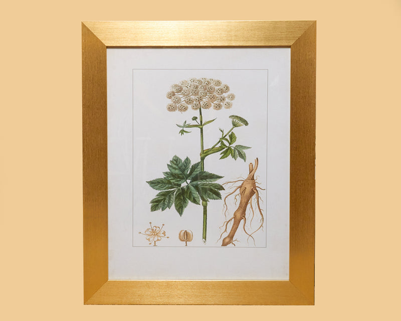 Wall Decor "Antique Turpin Botanical I"