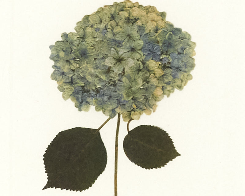 Framed Art Hydrangea III 13338