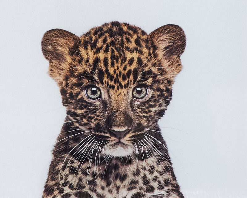 Baby Leopard Framed Art