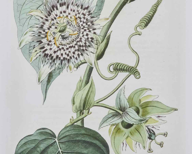 Antique Passion Flower I